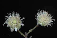 Rubus paniculatus